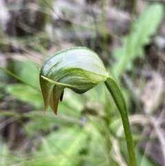 Pterostylis nutans (Nodding Greenhood) at Bungonia National Park - 16 Oct 2022 by NedJohnston