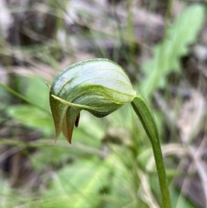 Pterostylis nutans at Bungonia, NSW - 16 Oct 2022