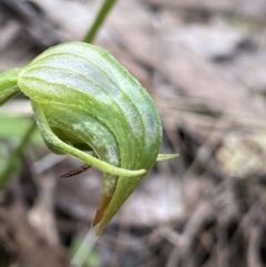 Pterostylis nutans at Bungonia, NSW - suppressed