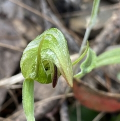 Pterostylis nutans at Bungonia, NSW - suppressed