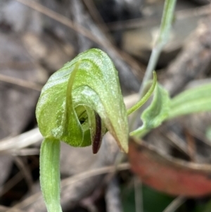 Pterostylis nutans at Bungonia, NSW - suppressed