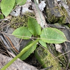 Pterostylis nutans at Bungonia, NSW - suppressed