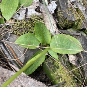 Pterostylis nutans at Bungonia, NSW - suppressed