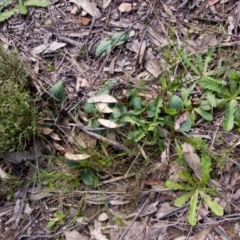 Chiloglottis valida (Large Bird Orchid) at Tralee, NSW - 16 Oct 2022 by dan.clark