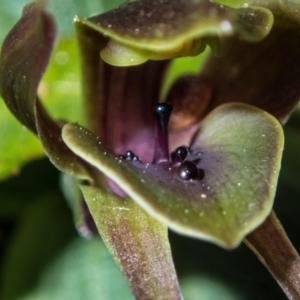 Chiloglottis valida at Tralee, NSW - suppressed