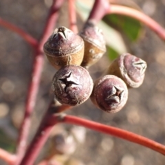 Eucalyptus blakelyi (Blakely's Red Gum) at Rye Park, NSW - 15 Oct 2022 by drakes