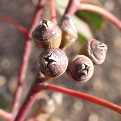 Eucalyptus blakelyi (Blakely's Red Gum) at Rye Park, NSW - 15 Oct 2022 by drakes