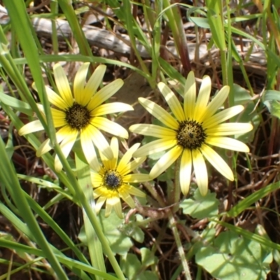 Arctotheca calendula (Capeweed, Cape Dandelion) at Boorowa, NSW - 15 Oct 2022 by drakes