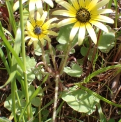 Arctotheca calendula at Boorowa, NSW - 15 Oct 2022 12:40 PM