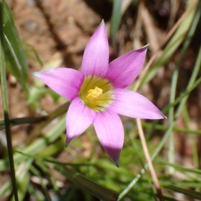 Romulea rosea var. australis (Onion Grass) at Boorowa, NSW - 15 Oct 2022 by drakes