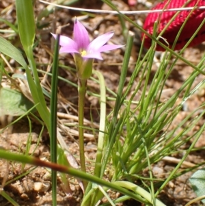 Romulea rosea var. australis at Boorowa, NSW - 15 Oct 2022