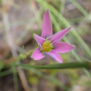 Romulea rosea var. australis at Frogmore, NSW - 15 Oct 2022 01:49 PM