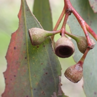 Eucalyptus melliodora (Yellow Box) at Frogmore, NSW - 15 Oct 2022 by drakes