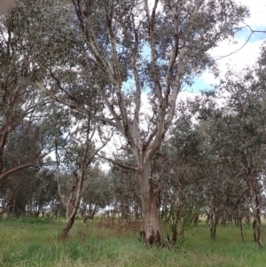 Eucalyptus blakelyi at Frogmore, NSW - 15 Oct 2022