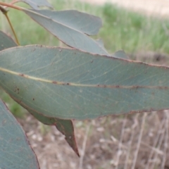 Eucalyptus albens at Frogmore, NSW - 15 Oct 2022 03:29 PM