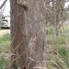 Eucalyptus albens at Frogmore, NSW - 15 Oct 2022 03:29 PM