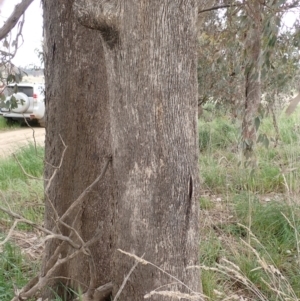 Eucalyptus albens at Frogmore, NSW - 15 Oct 2022 03:29 PM