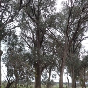 Eucalyptus albens at Frogmore, NSW - 15 Oct 2022 03:29 PM