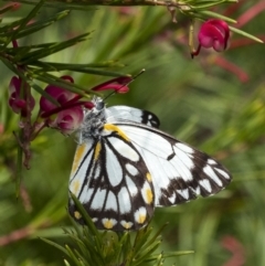 Belenois java (Caper White) at Penrose, NSW - 16 Oct 2022 by Aussiegall