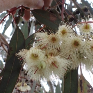 Eucalyptus sideroxylon subsp. sideroxylon at Frogmore, NSW - 15 Oct 2022 02:05 PM