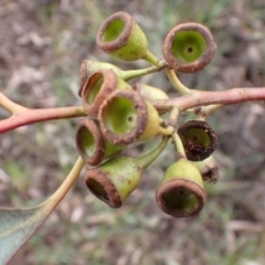 Eucalyptus sideroxylon subsp. sideroxylon at Frogmore, NSW - 15 Oct 2022 02:05 PM