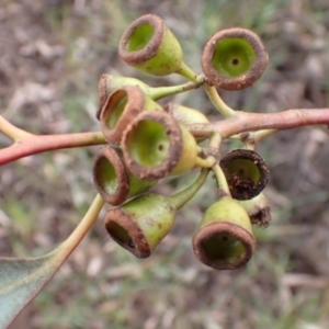 Eucalyptus sideroxylon subsp. sideroxylon at Frogmore, NSW - 15 Oct 2022 02:05 PM