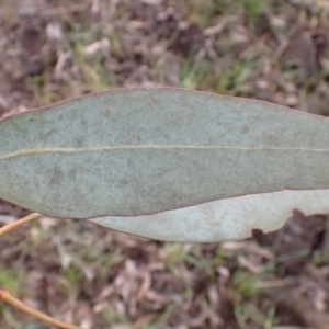 Eucalyptus sideroxylon subsp. sideroxylon at Frogmore, NSW - 15 Oct 2022 02:05 PM