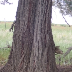 Eucalyptus sideroxylon subsp. sideroxylon at Frogmore, NSW - 15 Oct 2022 02:05 PM