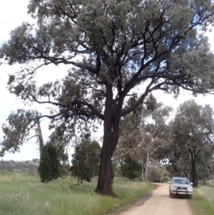 Eucalyptus sideroxylon subsp. sideroxylon at Frogmore, NSW - 15 Oct 2022 02:05 PM