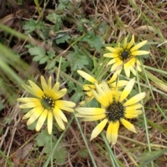 Arctotheca calendula (Capeweed, Cape Dandelion) at Frogmore, NSW - 15 Oct 2022 by drakes