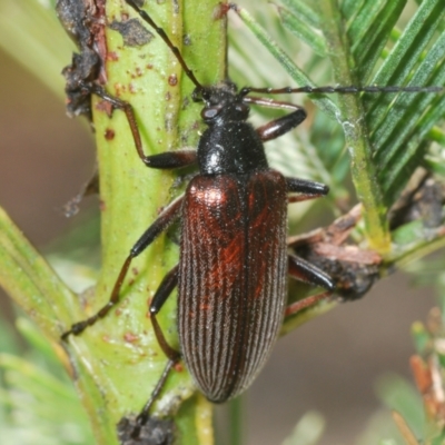 Homotrysis cisteloides (Darkling beetle) at O'Connor, ACT - 16 Oct 2022 by Harrisi