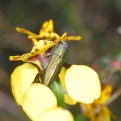 Melobasis propinqua at Cook, ACT - 16 Oct 2022 03:02 PM