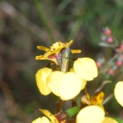 Melobasis propinqua at Cook, ACT - 16 Oct 2022 03:02 PM