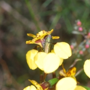 Melobasis propinqua at Cook, ACT - 16 Oct 2022