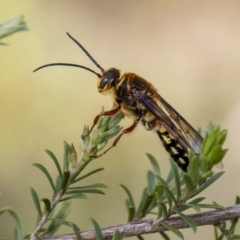 Agriomyia sp. (genus) (Yellow flower wasp) at Penrose, NSW - 14 Oct 2022 by Aussiegall