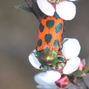 Castiarina octomaculata at Acton, ACT - 16 Oct 2022