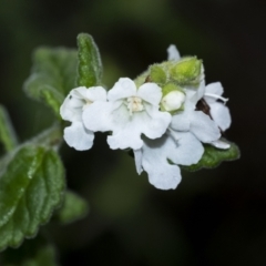 Prostanthera incana (Velvet Mint-bush) at Penrose, NSW - 14 Oct 2022 by Aussiegall