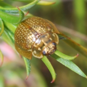 Paropsisterna cloelia at O'Connor, ACT - 16 Oct 2022