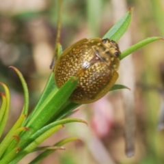 Paropsisterna cloelia at O'Connor, ACT - 16 Oct 2022