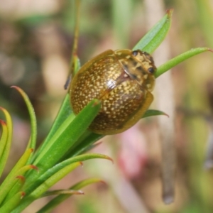 Paropsisterna cloelia at O'Connor, ACT - 16 Oct 2022