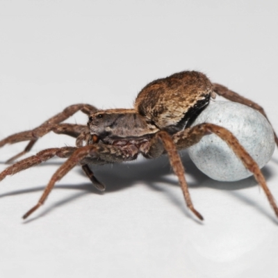 Venatrix sp. (genus) (Unidentified Venatrix wolf spider) at Evatt, ACT - 14 Oct 2022 by TimL