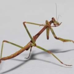 Tenodera australasiae (Purple-winged mantid) at Evatt, ACT - 13 Oct 2022 by TimL