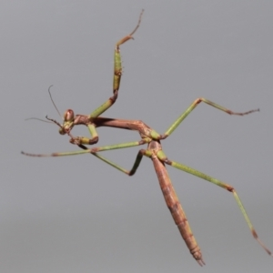 Tenodera australasiae at Evatt, ACT - 13 Oct 2022 01:49 PM