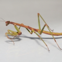 Tenodera australasiae at Evatt, ACT - 13 Oct 2022 01:49 PM