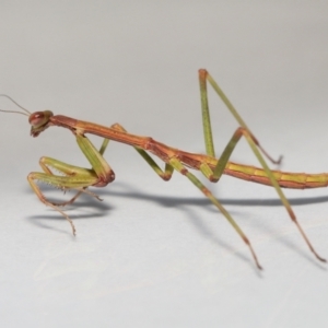 Tenodera australasiae at Evatt, ACT - 13 Oct 2022 01:49 PM