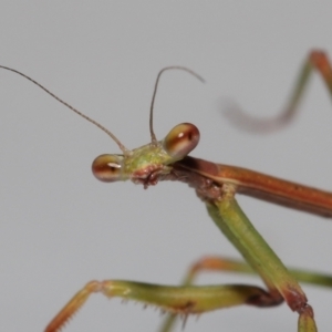 Tenodera australasiae at Evatt, ACT - 13 Oct 2022 01:49 PM