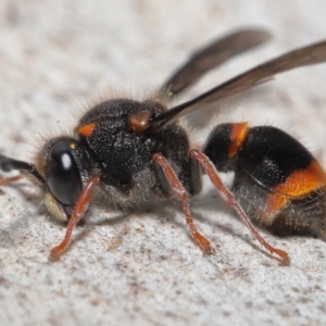 Paralastor sp. (genus) at Acton, ACT - 16 Oct 2022