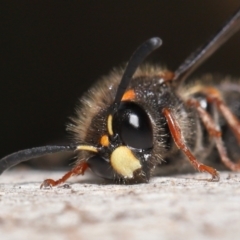 Paralastor sp. (genus) at Acton, ACT - 16 Oct 2022