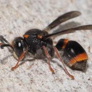 Paralastor sp. (genus) at Acton, ACT - 16 Oct 2022