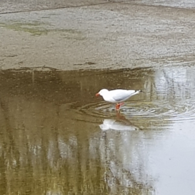 Chroicocephalus novaehollandiae (Silver Gull) at Yarralumla, ACT - 16 Oct 2022 by MatthewFrawley